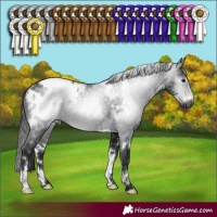 Horse Color:Gray White Spotted Brown Appaloosa Rabicano 