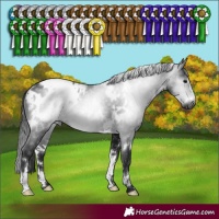 Horse Color:Gray White Spotted Brown Appaloosa Rabicano 