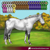 Horse Color:Gray White Spotted Brown Appaloosa Rabicano 