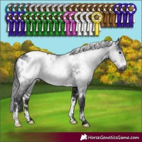 Horse Color:Gray White Spotted Brown Appaloosa Rabicano