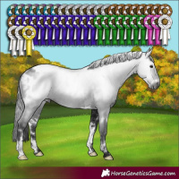 Horse Color:Gray White Spotted Brown Blanket Rabicano 