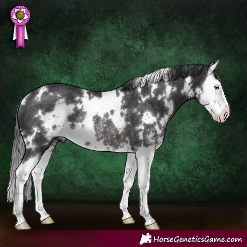 Horse Color:White Spotted Brown Sabino Splash Rabicano