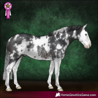 Horse Color:White Spotted Brown Sabino Splash Rabicano 