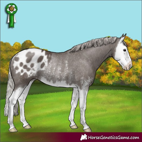 Horse Color:Silver Black Sabino Splash Appaloosa Rabicano 