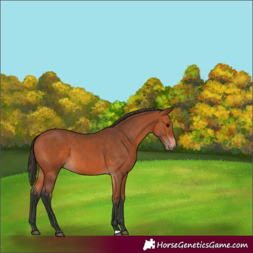 Horse Color:Bay 