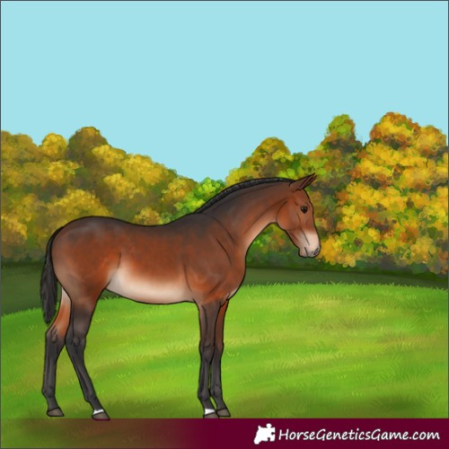 Horse Color:Brown 
