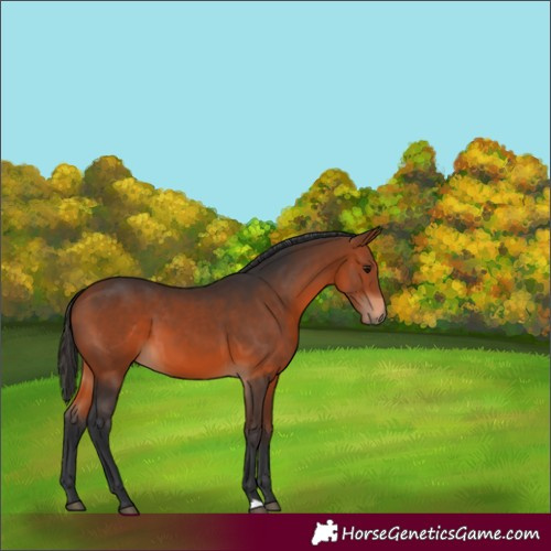 Horse Color:Bay 