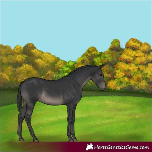 Horse Color:Black 