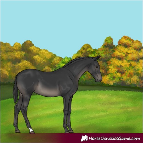 Horse Color:Black 