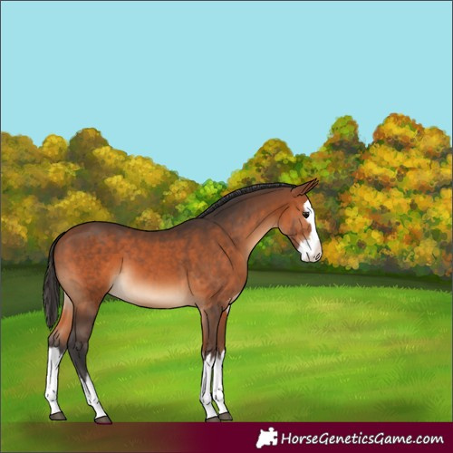 Horse Color:Bay Splash 