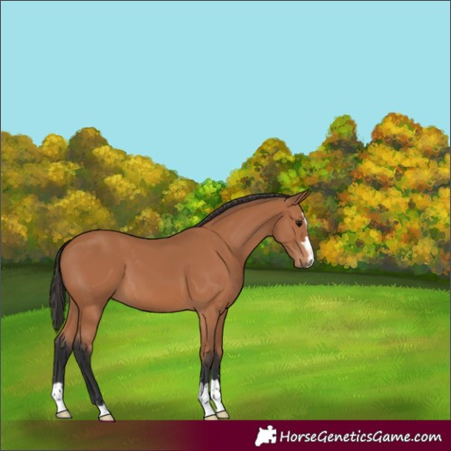 Horse Color:Bay 