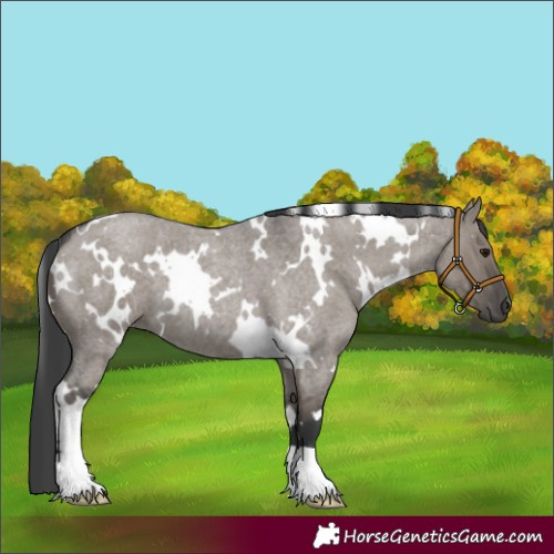 Horse Color:White Spotted Grullo Roan