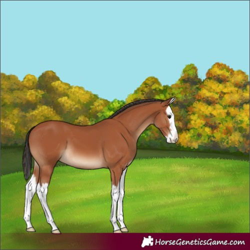 Horse Color:Bay Splash 