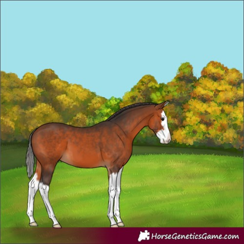Horse Color:Bay Splash 