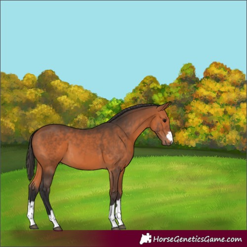 Horse Color:Bay 