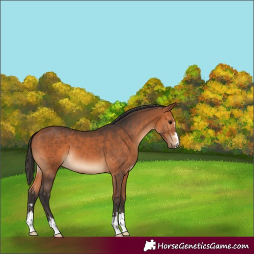Horse Color:Bay 