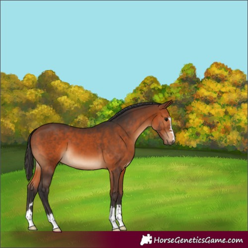 Horse Color:Bay 