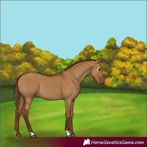Horse Color:Gray Red Dun 