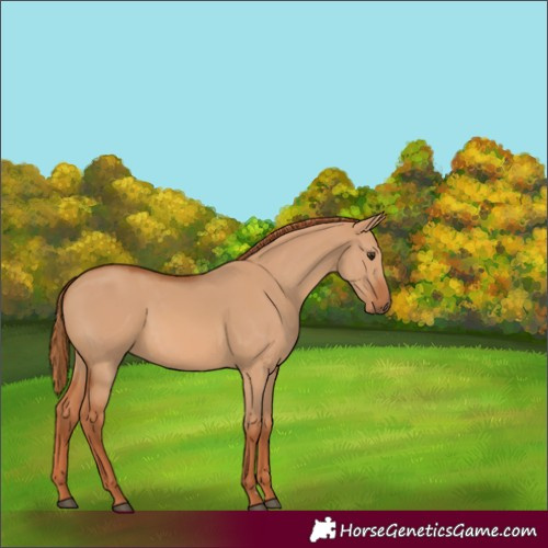 Horse Color:Red Dun 