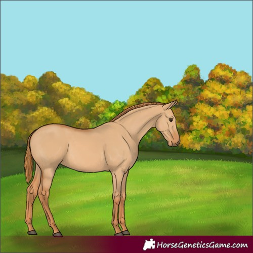Horse Color:Red Dun 
