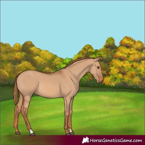 Horse Color:Red Dun 