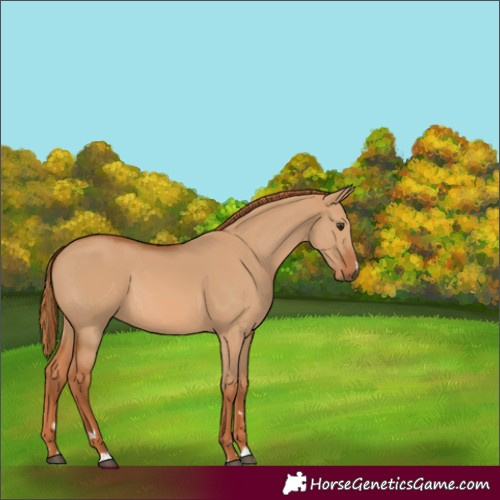 Horse Color:Red Dun 