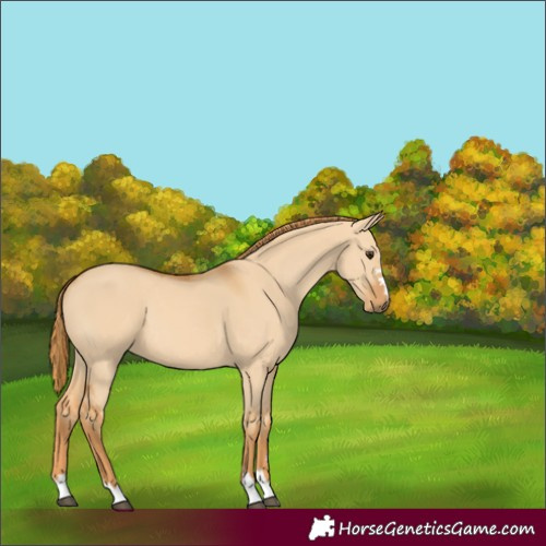 Horse Color:Red Dun 