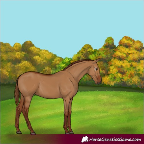 Horse Color:Gray Red Dun 