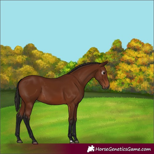 Horse Color:Gray Bay 