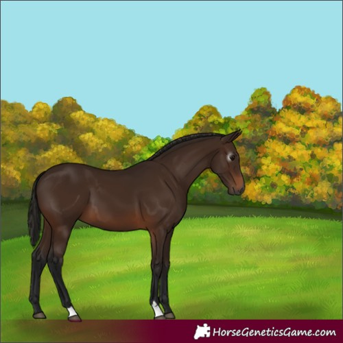 Horse Color:Gray Bay 