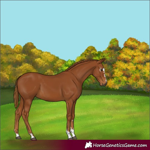 Horse Color:Gray Chestnut 