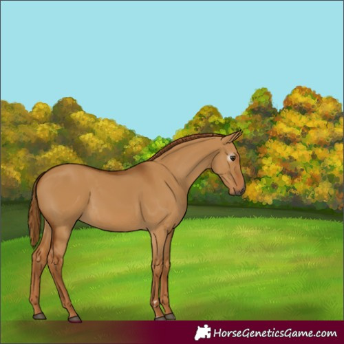 Horse Color:Gray Red Dun 