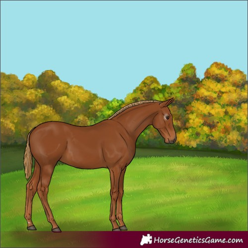 Horse Color:Gray Chestnut 