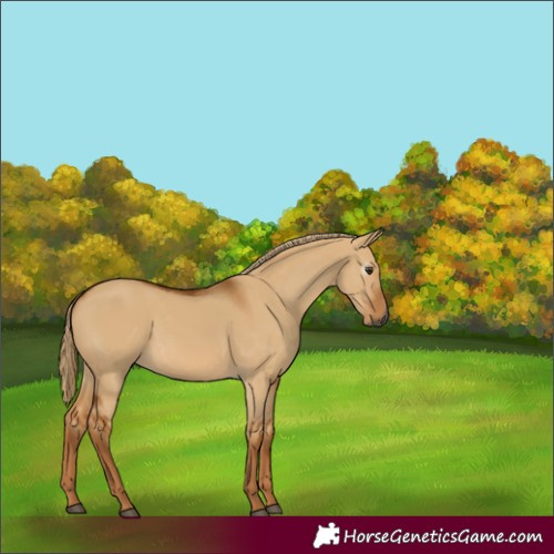 Horse Color:Gray Red Dun 