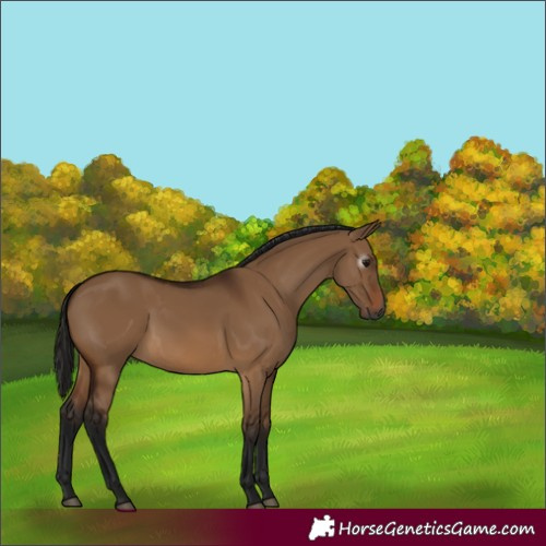 Horse Color:Gray Bay Dun 