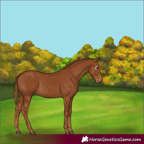 Horse Color:Gray Chestnut 