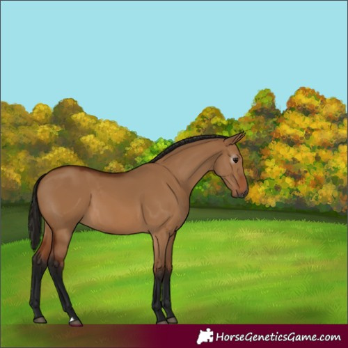 Horse Color:Gray Bay Dun 