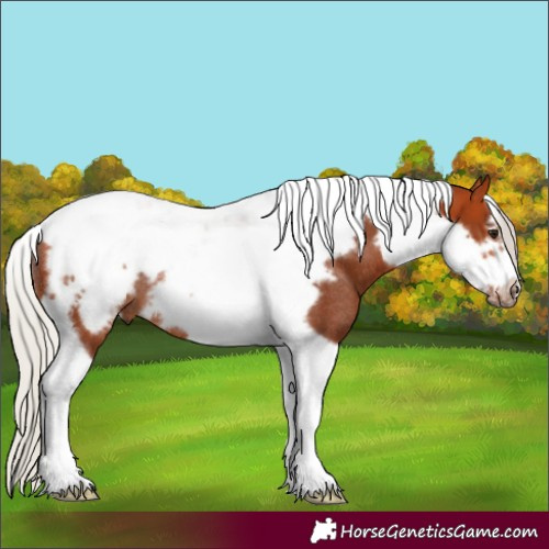 Horse Color:Silver Bay Tobiano Frame Rabicano 