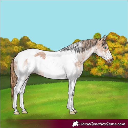Horse Color:White Spotted Chestnut Tobiano Frame 