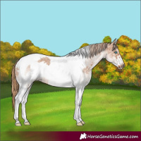 Horse Color:White Spotted Chestnut Tobiano Frame 