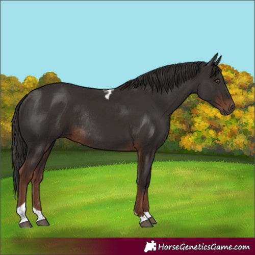Horse Color:Liver Chestnut Tobiano Rabicano 