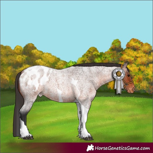 Horse Color:Brown Roan Tobiano Appaloosa