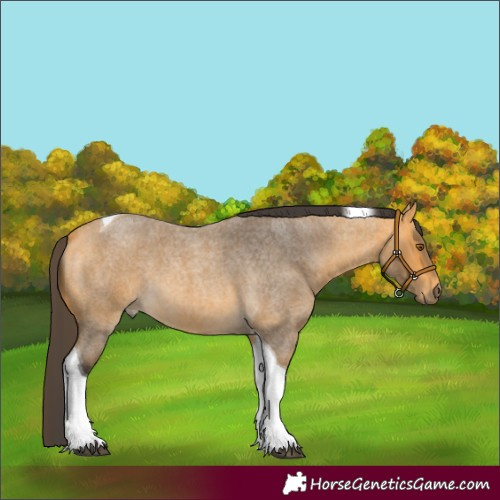 Horse Color:Buckskin Roan Tobiano 