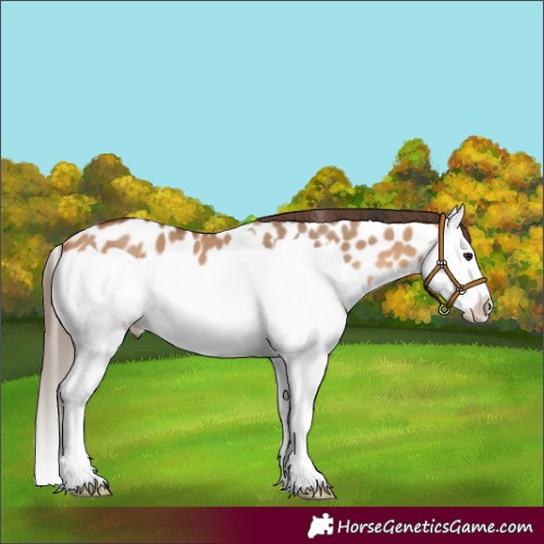 Horse Color:Bay Dun Splash Appaloosa 