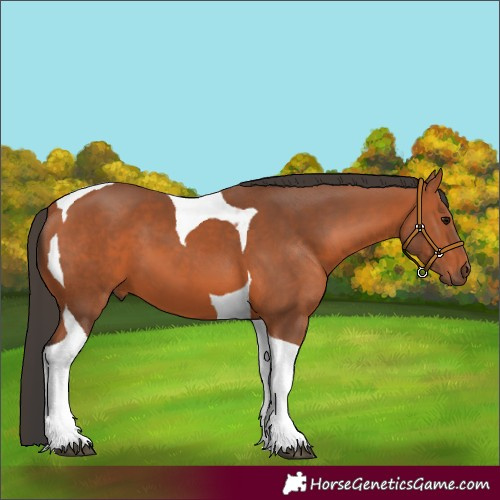 Horse Color:Bay Tobiano 