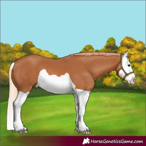 Horse Color:Chestnut Splash 