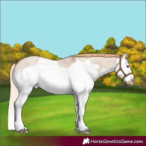 Horse Color:Red Dun Roan Splash Frame 