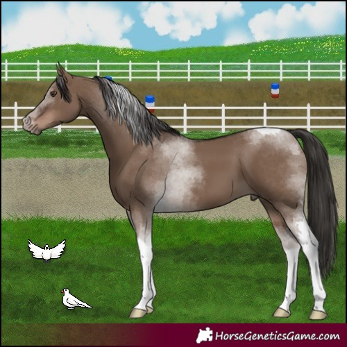 Horse Color:Liver Red Dun Tobiano 