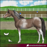 Horse Color:Liver Red Dun Tobiano