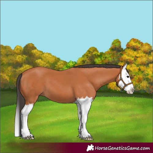 Horse Color:Bay Splash 